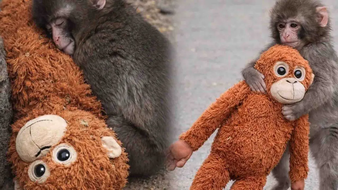 Γιατί συγκίνησε  η ιστορία του Punch;