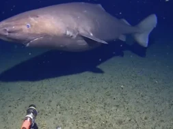 karxarias-large_thumbnail