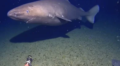 karxarias-large_thumbnail