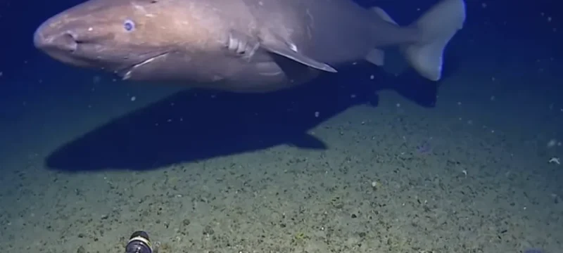 karxarias-large_thumbnail