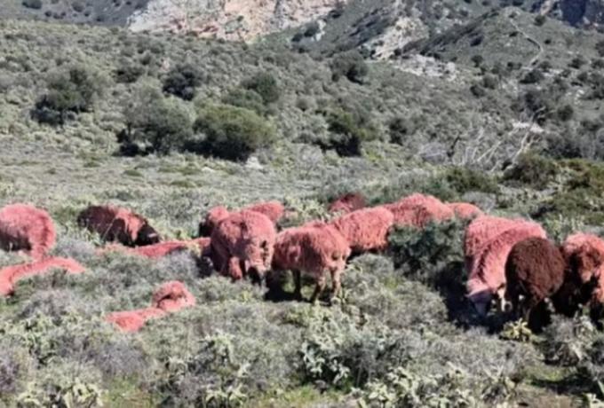 Για να σας δούμε τώρα κλέφτες: Κτηνοτρόφος στην Κρήτη έβαψε κόκκινα… τα πρόβατά του για να μην του τα αρπάξουν (vid)