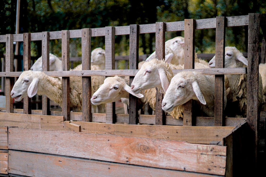 Αγωνία για διασπορά του ιού στο Δάσος Άχνας – Ζητούν ενημέρωση και συνεργασία με τις αρμόδιες υπηρεσίες του κράτους οι κτηνοτρόφοι της περιοχής