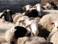 sxedio-stiriksis-egoprovatotrofon