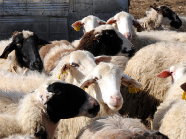 sxedio-stiriksis-egoprovatotrofon