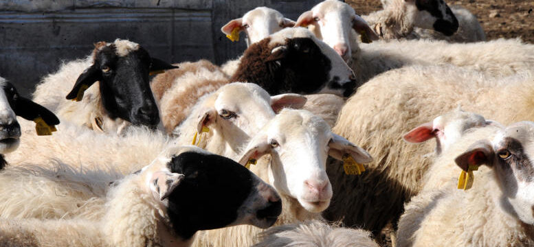 sxedio-stiriksis-egoprovatotrofon