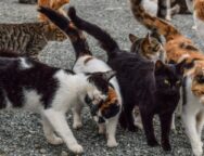 thumb__800_0_0_0_auto