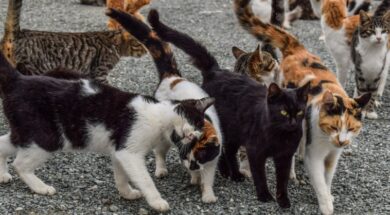 thumb__800_0_0_0_auto