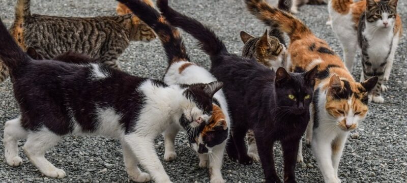 thumb__800_0_0_0_auto