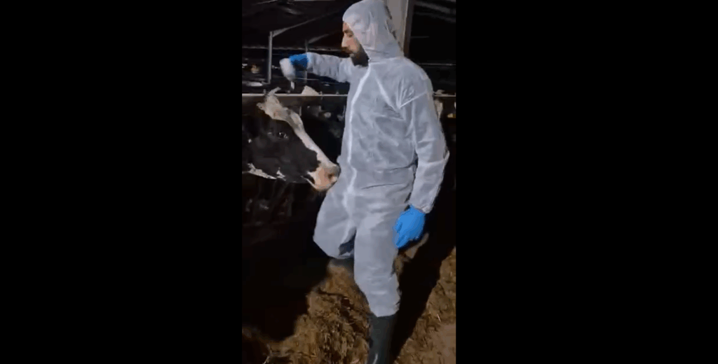 Ξεκίνησαν οι εμβολιασμοί κατά του αφθώδους πυρετού στον Δήμο Δρομολαξιάς - Μενεού (ΒΙΝΤΕΟ)