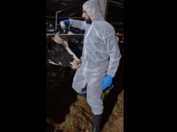 ΕΜΒΟΛΙΑΣΜΟΙ ΖΩΩΝ ΓΙΑ ΑΦΔΩΔΟΙ