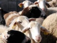 ΠΥΡΕΤΟΣ-854×480