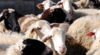 ΠΥΡΕΤΟΣ-854×480