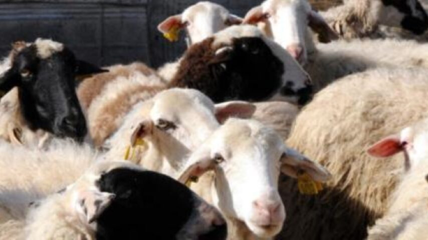 Αρνητικά τα τεστ για αφθώδη πυρετό στις ελεύθερες περιοχές