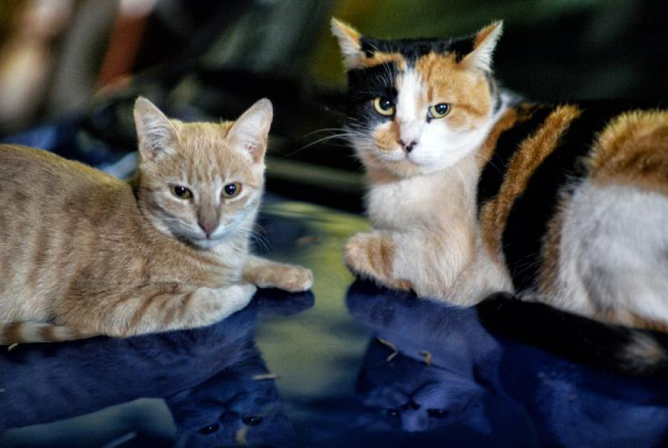 Πολίτες καταγγέλλουν ύποπτες εξαφανίσεις γάτων – Τα σενάρια