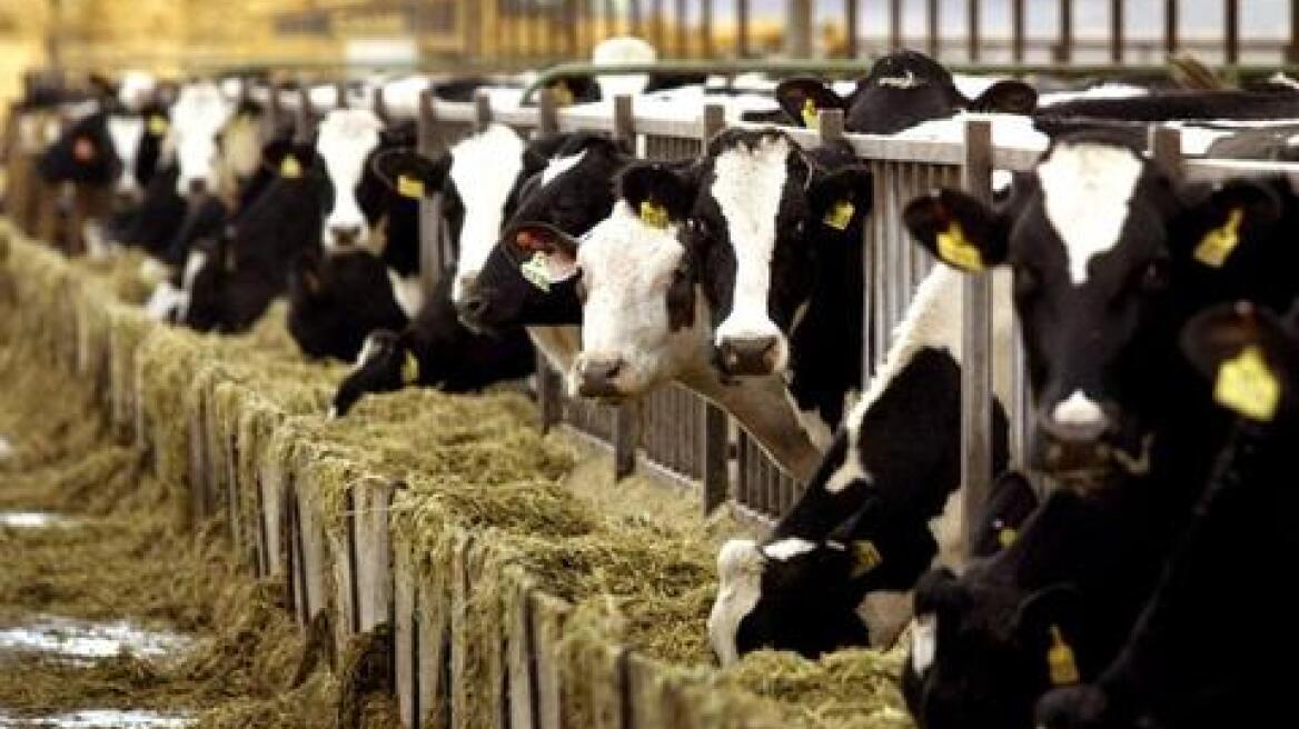 Έφοδος Αστυνομίας και Κτηνιατρικών σε μονάδα στο Γέρι, εντοπίστηκαν βοοειδή χωρίς σήμανση