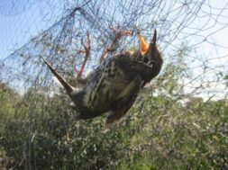 102102-0.52721412-2141.ampel_.17e5714b6ae74eb20edba678c0ffb002-1