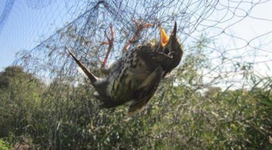 102102-0.52721412-2141.ampel_.17e5714b6ae74eb20edba678c0ffb002-1