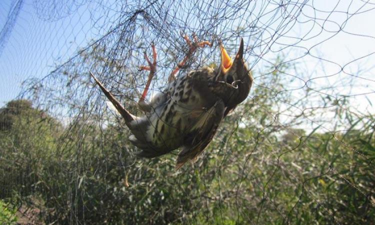 BirdLife Cyprus: 726.000 πουλιά θανατώθηκαν παράνομα το 2025 – Τι δείχνουν τα στοιχεία