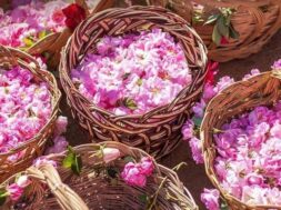 155024-0.agros_flower festival