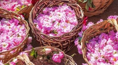 155024-0.agros_flower festival