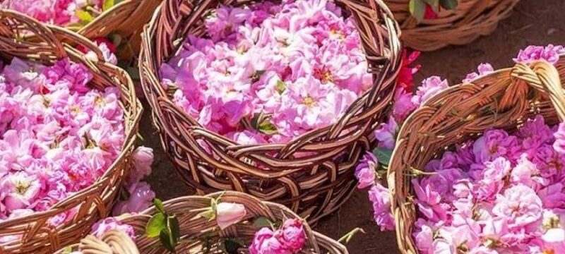 155024-0.agros_flower festival