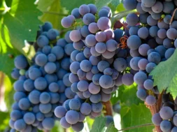 15ddd451960b070e8ff6abcf4c1189f1-abeli