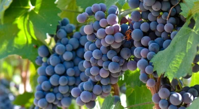 15ddd451960b070e8ff6abcf4c1189f1-abeli