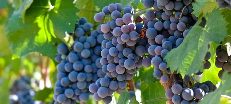 15ddd451960b070e8ff6abcf4c1189f1-abeli