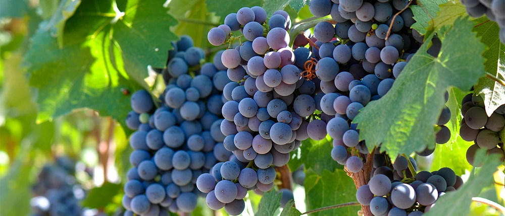 Υπ. Γεωργίας: Αποκατάσταση αμπελουργικών εκτάσεων με κονδύλι €2,5 εκ.