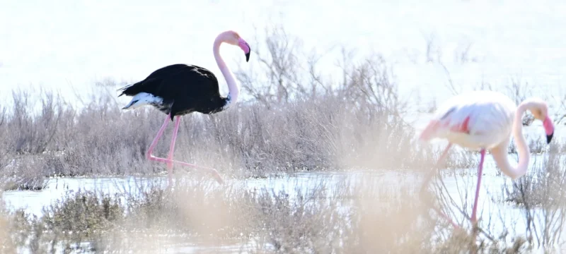 647304918_2158537744918350_4995134898141450224_n