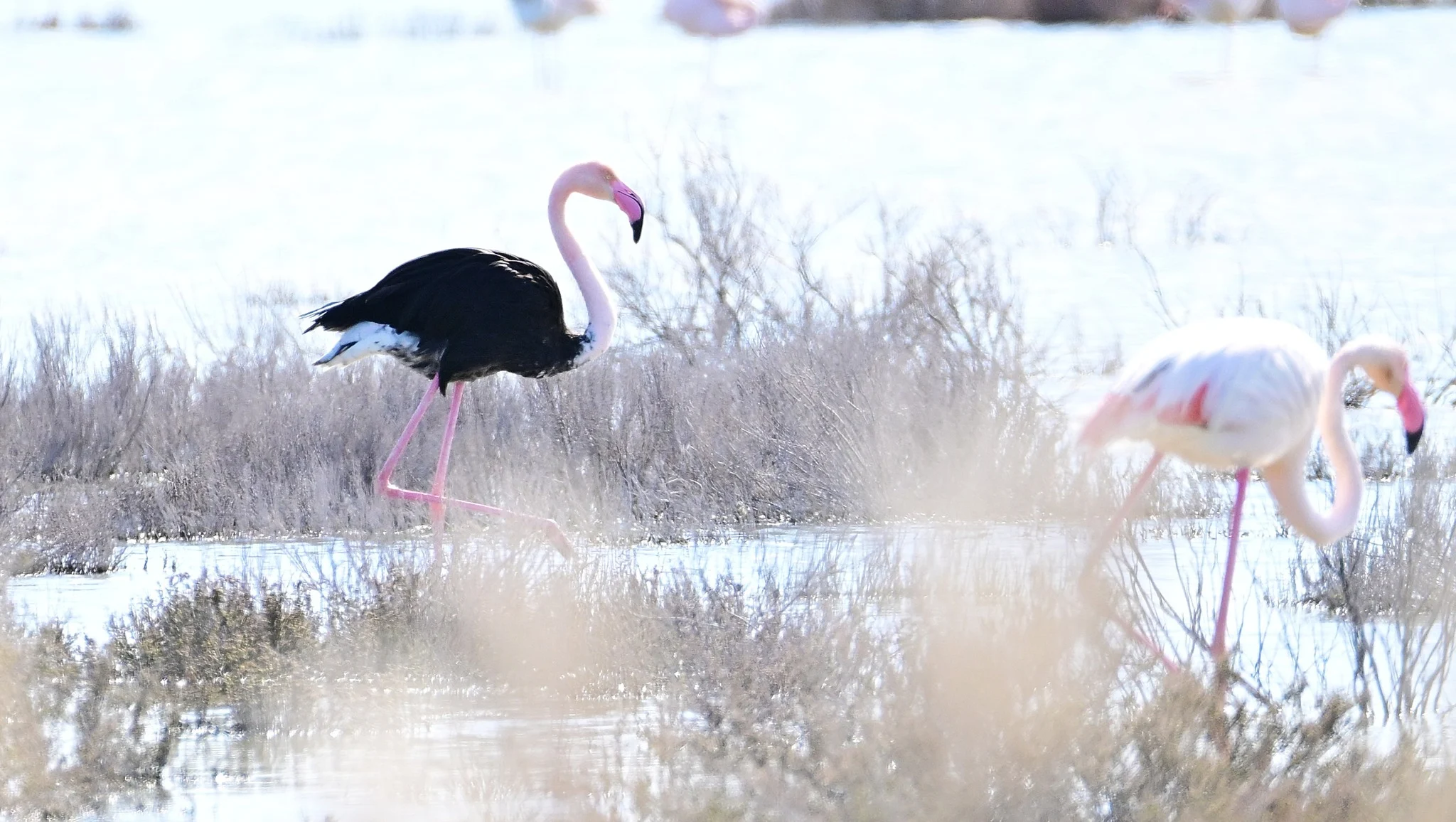 Έ&phi;&theta;&alpha;&sigma;&epsilon; &kappa;&alpha;&iota; &pi;ά&lambda;&iota; &sigma;&tau;&eta;&nu; &Alpha;&lambda;&upsilon;&kappa;ή &tau;&eta;&sigmaf; &Lambda;ά&rho;&nu;&alpha;&kappa;&alpha;&sigmaf; &tau;&omicron; &sigma;&pi;ά&nu;&iota;&omicron; &mu;&alpha;ύ&rho;&omicron; &phi;&lambda;&alpha;&mu;ί&nu;&gamma;&kappa;&omicron; (&phi;ώ&tau;&omicron;)