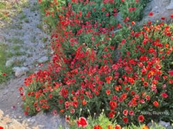 650738574_26681049264820147_4560644767942511489_n