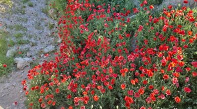 650738574_26681049264820147_4560644767942511489_n