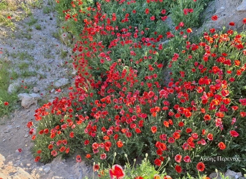 650738574_26681049264820147_4560644767942511489_n