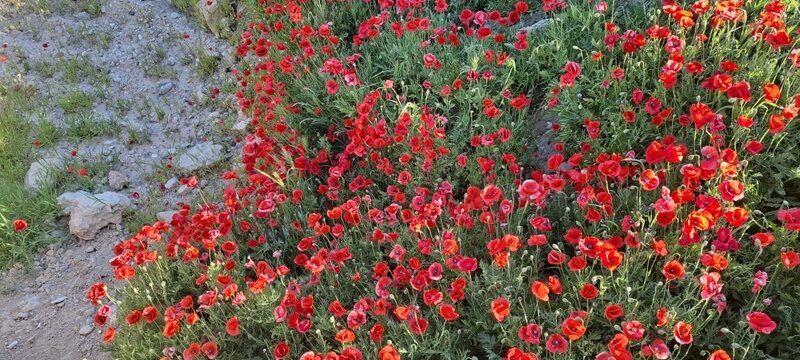 650738574_26681049264820147_4560644767942511489_n