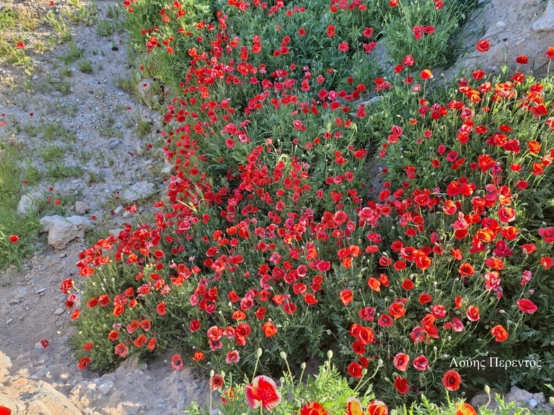 Οι παπαρούνες τα λουλούδια της Άνοιξης !!!!!