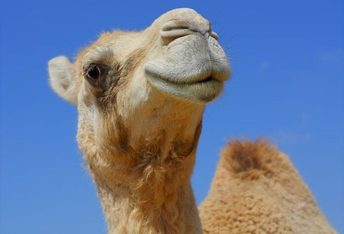 Σάλος σε καλλιστεία καμηλών στο Ομάν: Οι διοργανωτές απέκλεισαν 20 ζώα για… μπότοξ και αισθητικά εμφυτεύματα