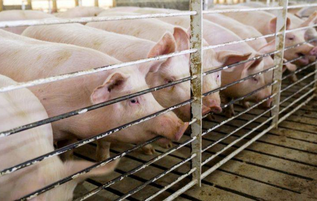 Αφθώδης πυρετός: Κλείνει εμβολιαστικά ο κύκλος των 10 Km – «Ο καταναλωτής μπορεί άνετα να καταναλώνει»