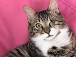 BIBI-01-e1774856501355-768×433