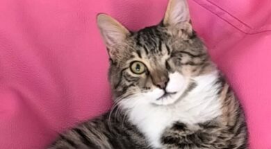 BIBI-01-e1774856501355-768×433