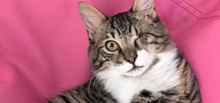 BIBI-01-e1774856501355-768×433