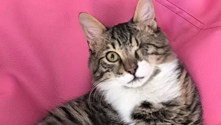 BIBI-01-e1774856501355-768×433