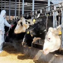 afthodhs_pyretos-large_thumbnail