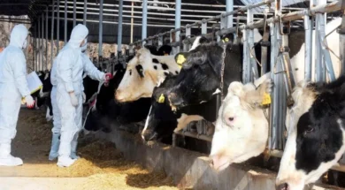 afthodhs_pyretos-large_thumbnail