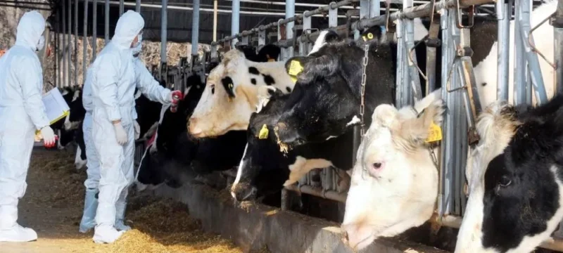 afthodhs_pyretos-large_thumbnail