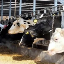 afthodhs_pyretos_large_thumbnail