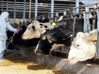 afthodhs_pyretos_large_thumbnail