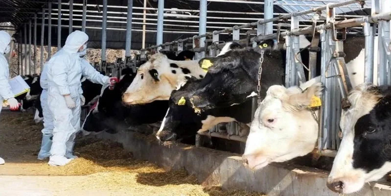 afthodhs_pyretos_large_thumbnail