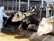 afthodhs_pyretos_large_thumbnail