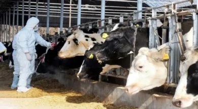 afthodhs_pyretos_large_thumbnail